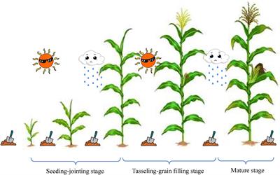 Responses of Phosphate-Solubilizing Microorganisms Mediated Phosphorus Cycling to Drought-Flood Abrupt Alternation in Summer Maize Field Soil